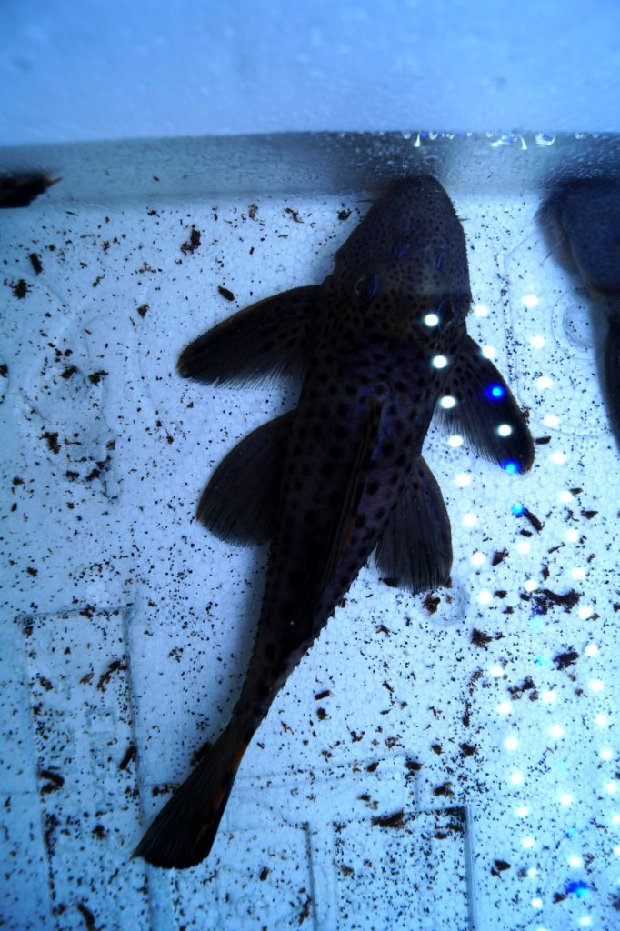 Leporacanthicus triactis "L91" - second male breeding report