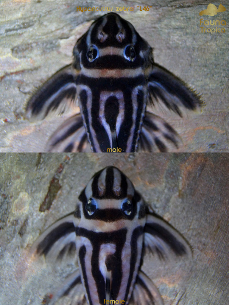 Hypancistrus zebra "L46" - top view head male and female