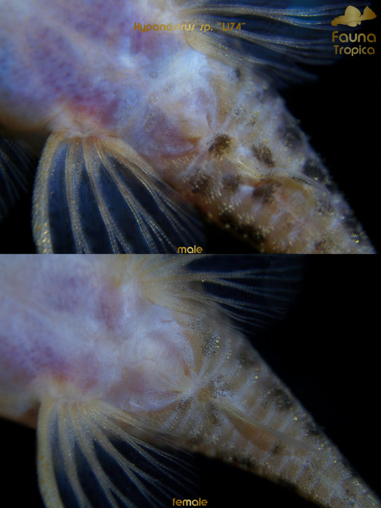 Hypancistrus sp. "L174" - genital papilla male and female