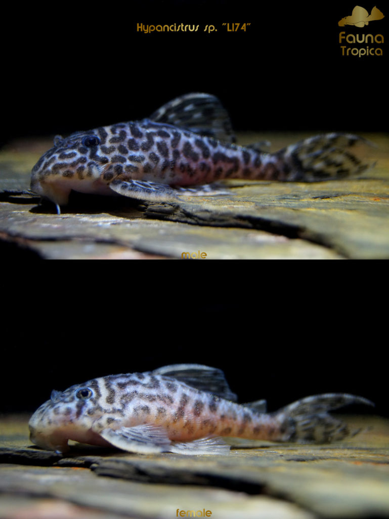 Hypancistrus sp. "L174" - side view male and female