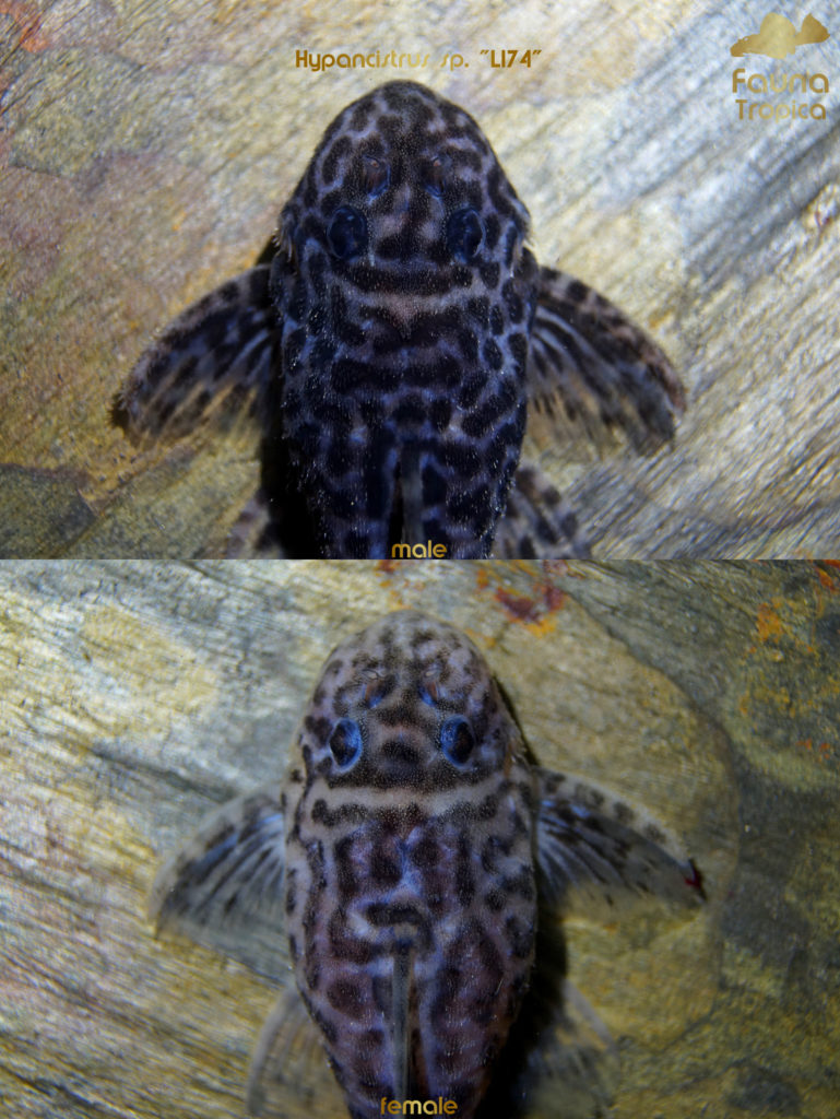 Hypancistrus sp. "L174" - top view head male and female