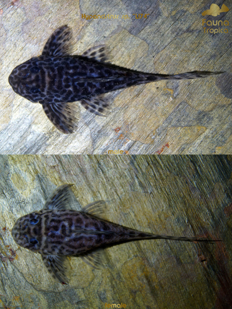 Hypancistrus sp. "L174" - top view male and female