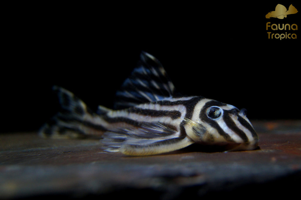 Hypancistrus zebra "L46"