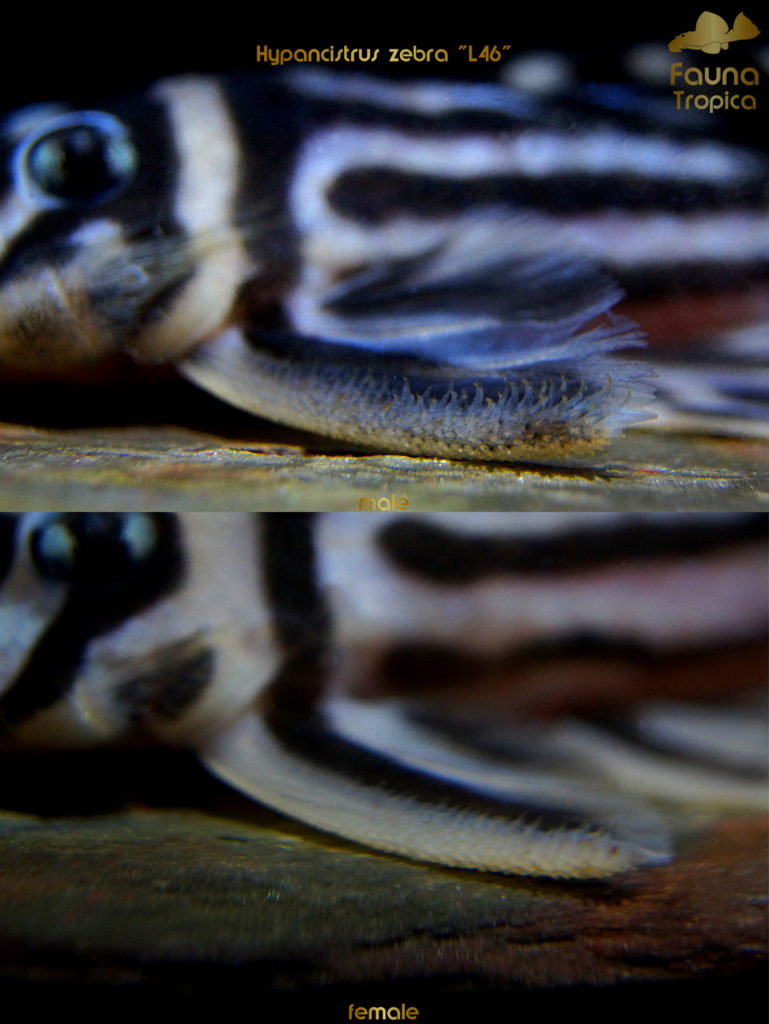 Hypancistrus zebra "L46" odontodes on pectoral fins male and female