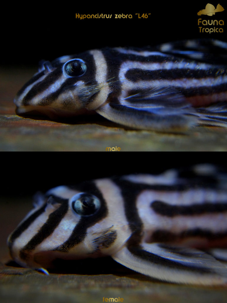 Hypancistrus zebra "L46" - side view head male and female