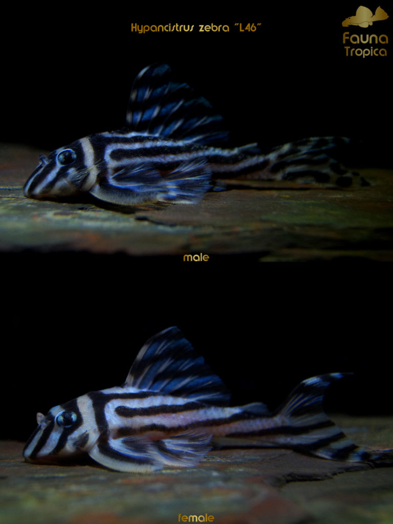 Hypancistrus zebra "L46" - side view male and female