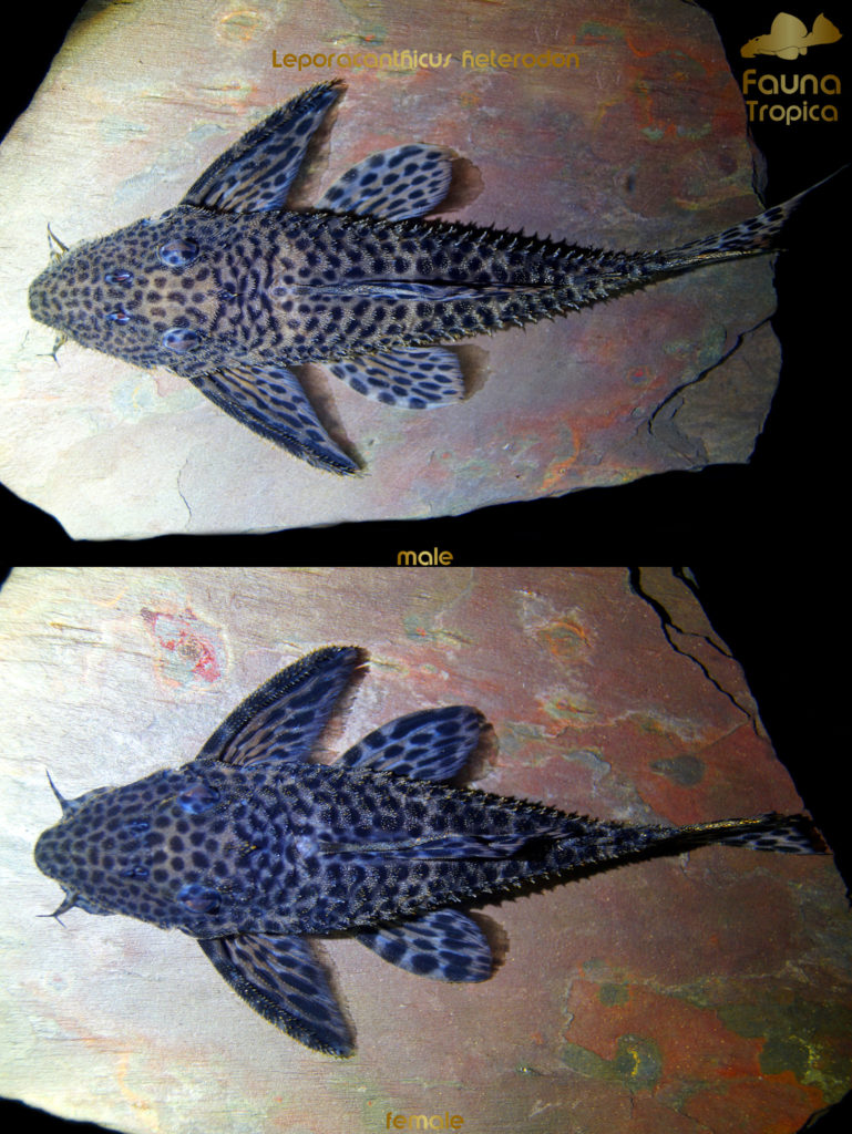 Leporacanthicus heterodon - top view male and female