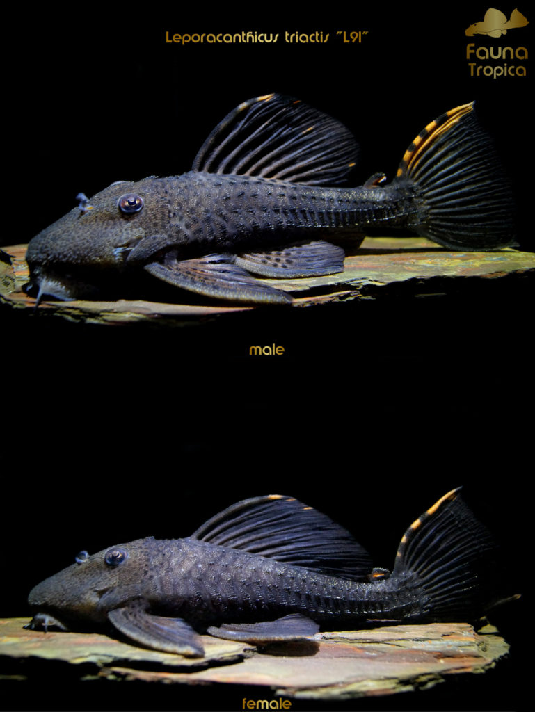 Leporacanthicus triactis "L91" - side view male and female
