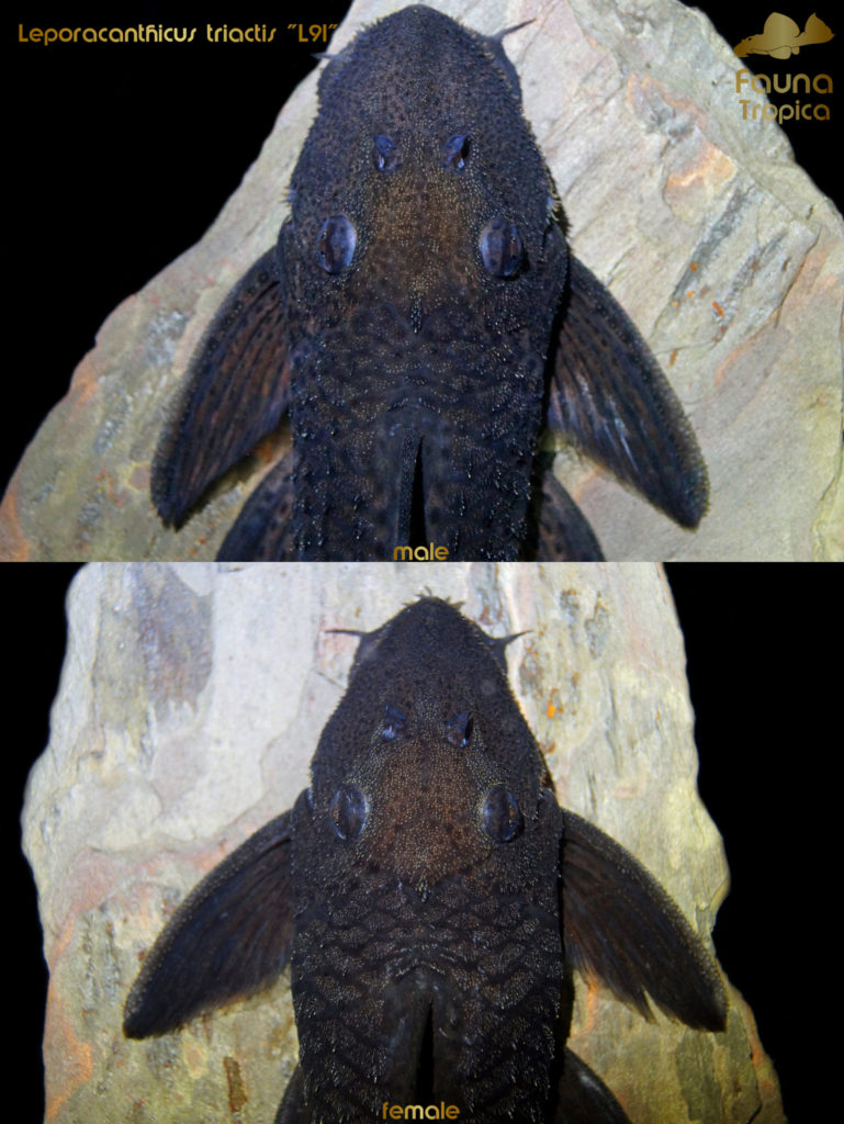 Leporacanthicus triactis "L91" - top view head male and female