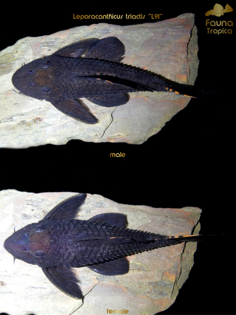 Leporacanthicus triactis "L91" - top view male and female