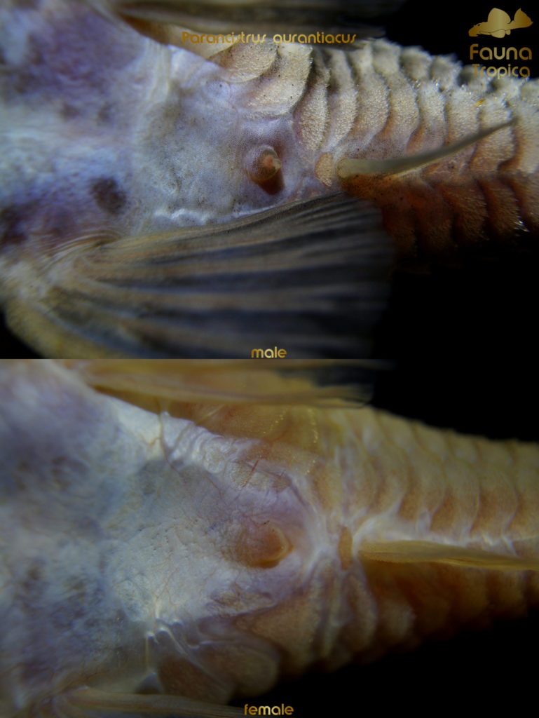 Parancistrus aurantiacus - genital papilla male and female