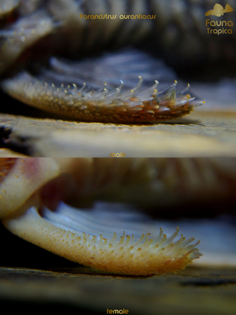 Parancistrus aurantiacus - odontodes on pectoral fins male and female