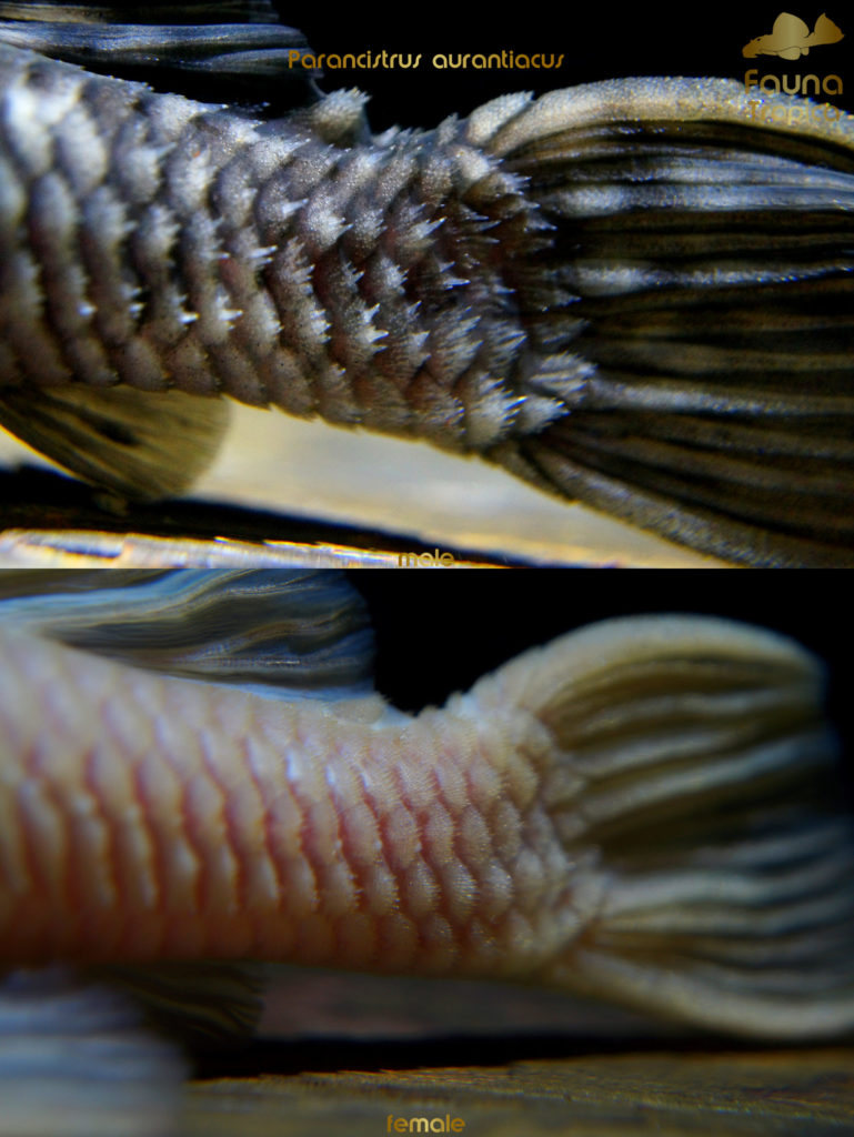 Parancistrus aurantiacus - odontodes on tail male and female