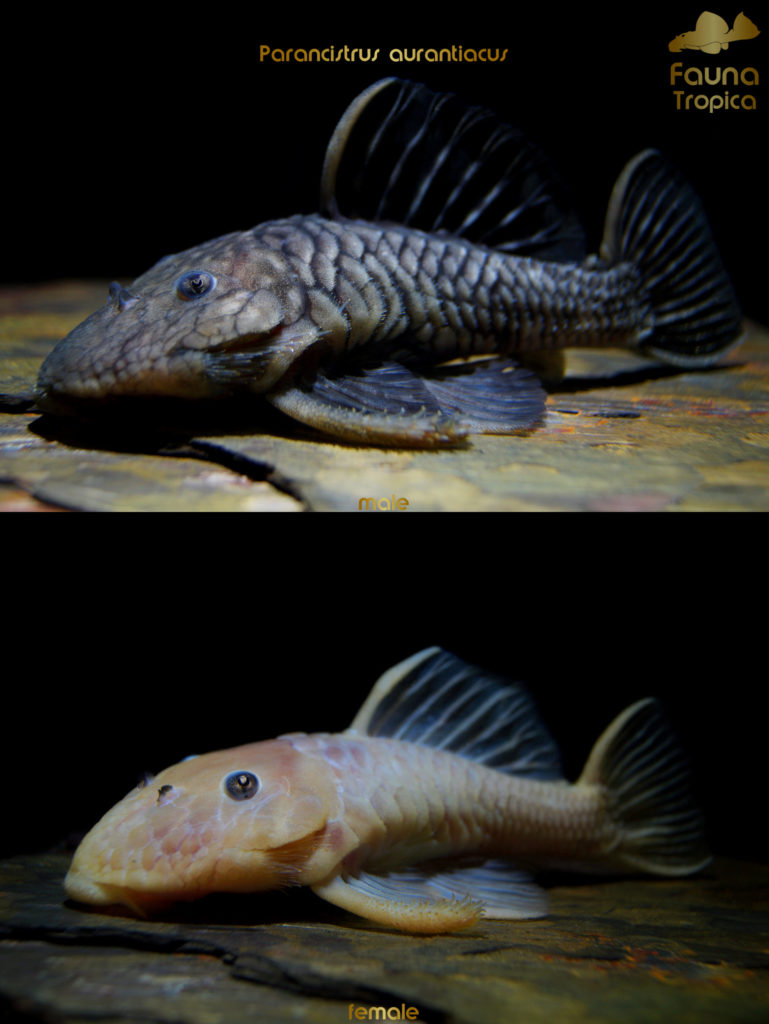 Parancistrus aurantiacus - side view male and female