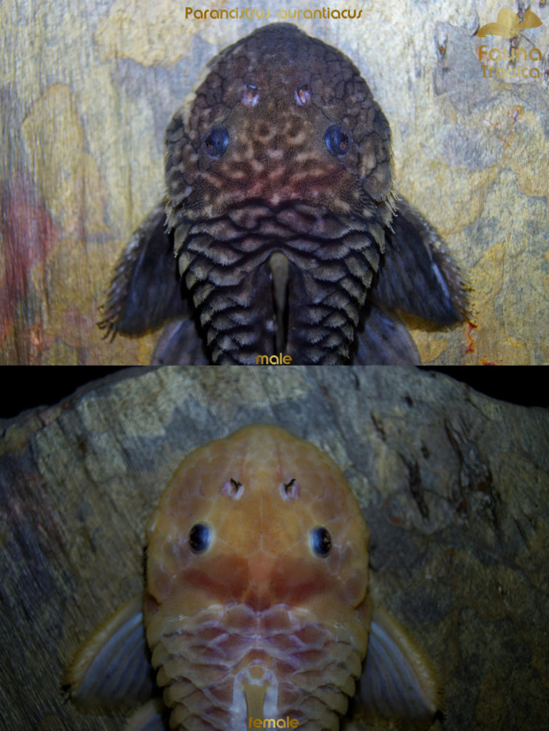 Parancistrus aurantiacus - top view head male and female