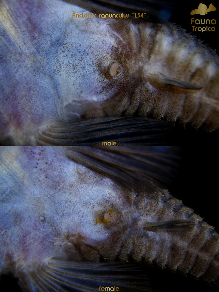 Ancistrus ranunculus "L34" - genital papilla male and female