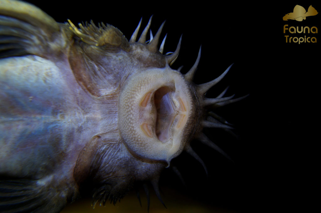 Ancistrus ranunculus “L34” - mouth