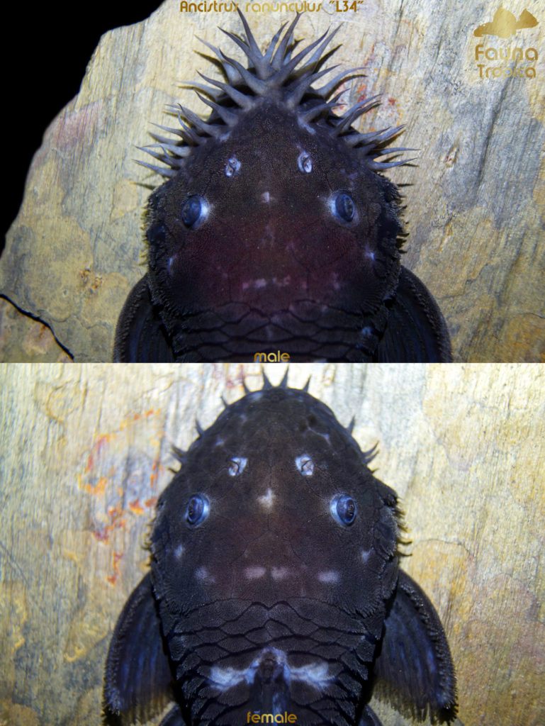 Ancistrus ranunculus "L34" - top view head male and female