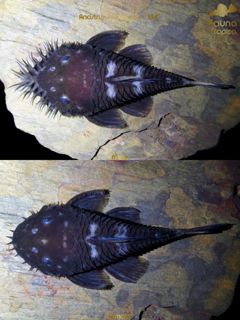 Ancistrus ranunculus "L34" - top view male and female