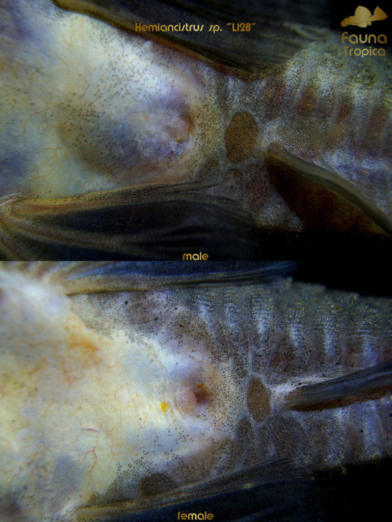 Hemiancistrus sp. "L128" - genital papilla male and female