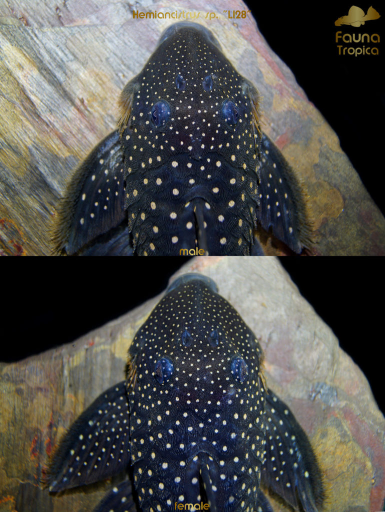 Hemiancistrus sp. "L128" - top view head male and female