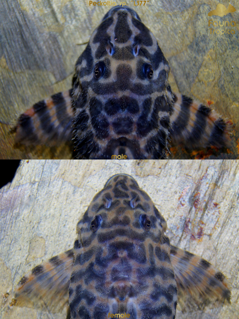 Peckoltia sp. “L377” - top view head male and female
