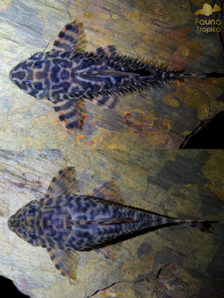 Peckoltia sp. "L377" - top view male and female