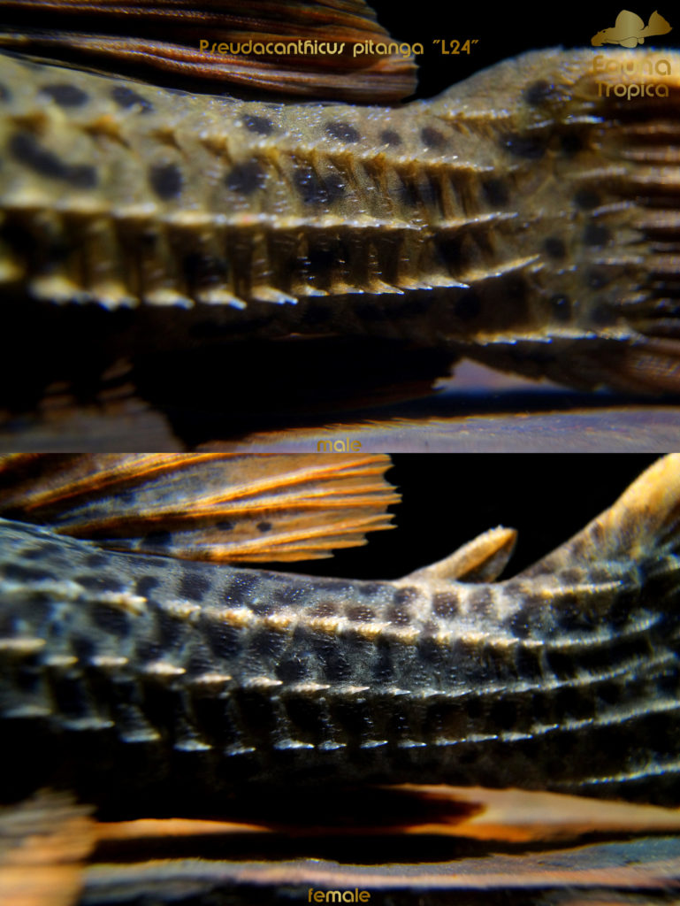 Pseudacanthicus pitanga "L24" - odontodes on tail male and female