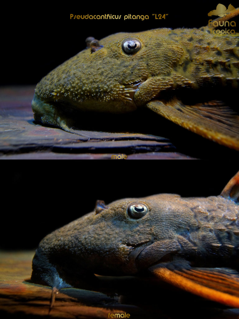 Pseudacanthicus pitanga "L24" - side view head male and female