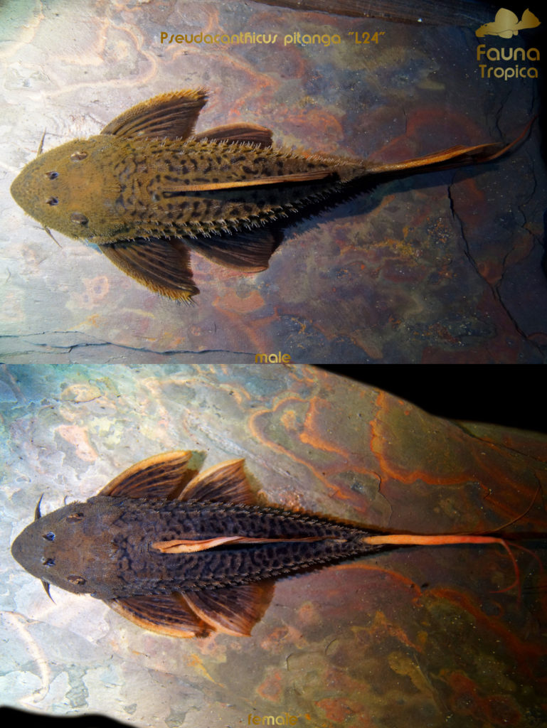 Pseudacanthicus pitanga "L24" - top view male and female