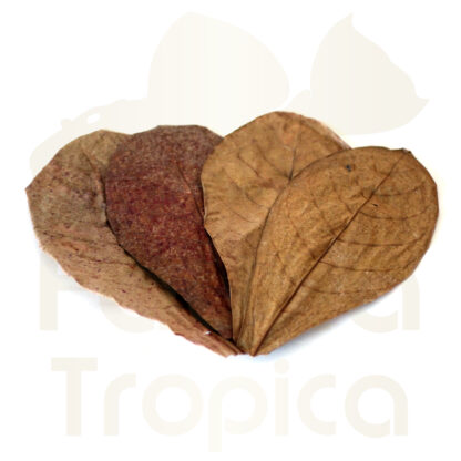 Catappa leaves