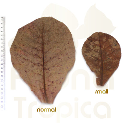 Catappa leaves size comparison