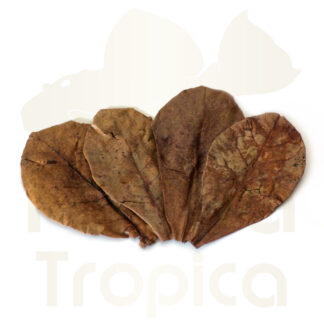 Catappa leaves small
