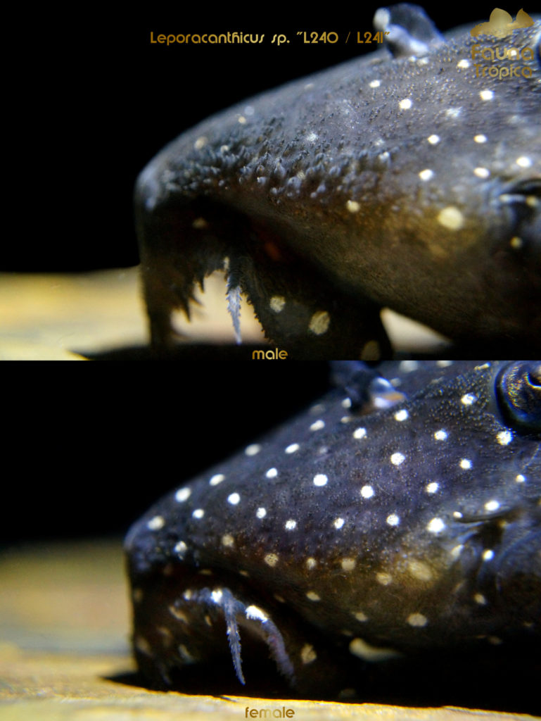 Leporacanthicus sp. "L240" / "L241" - odontodes on snout male and female