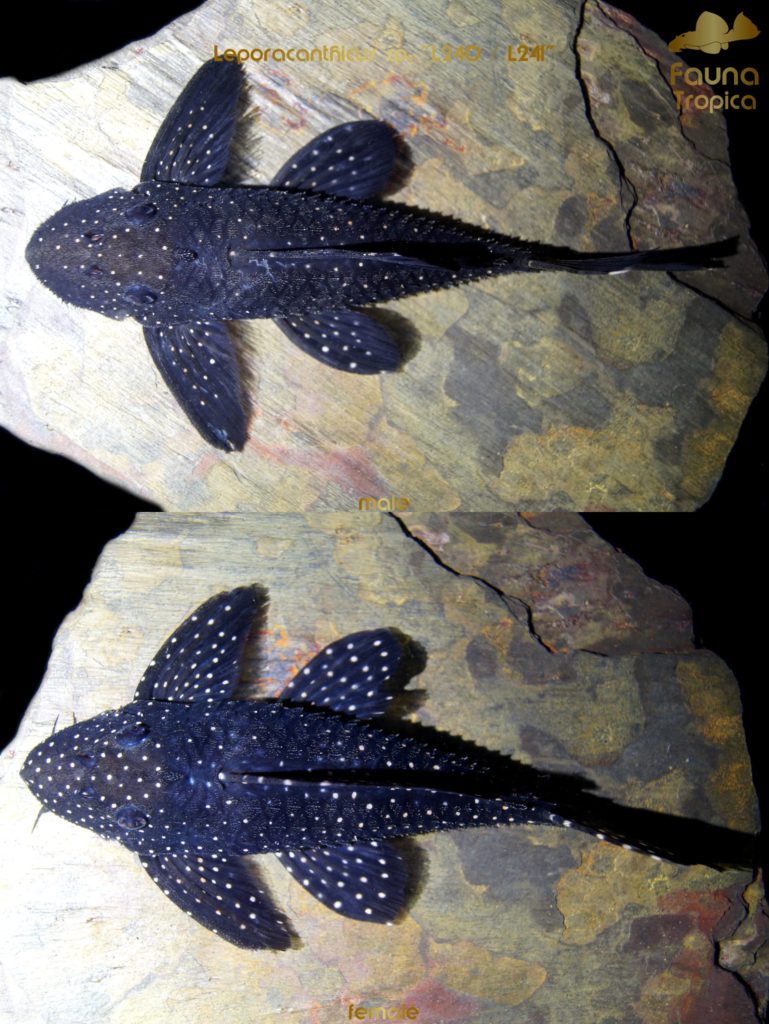 Leporacanthicus sp. "L240" / "L241" - top view male and female