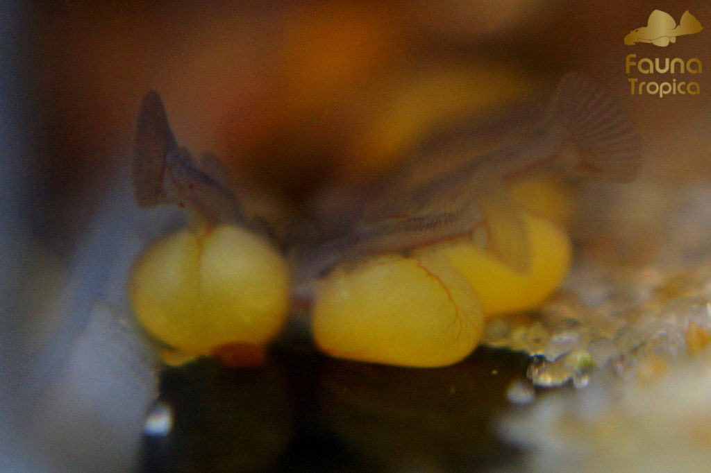 Parancistrus aurantiacus - Day 1: larvae with big yolk sacs