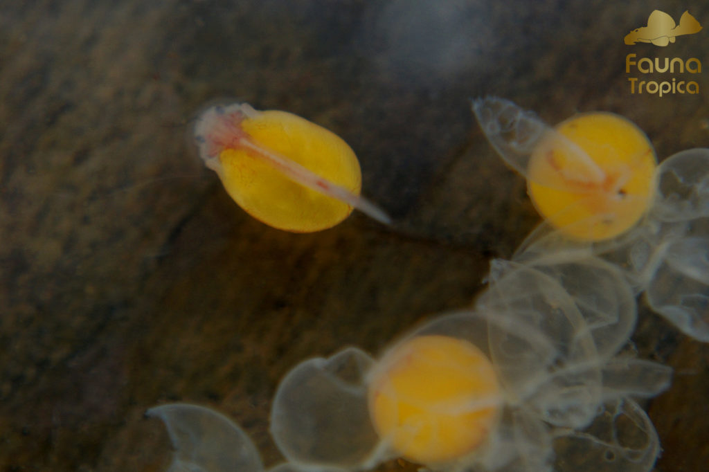 Parancistrus aurantiacus - hatched larvae