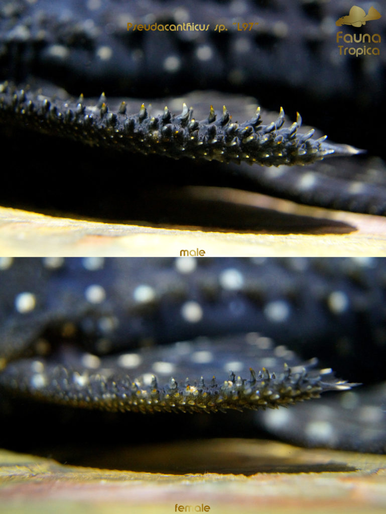 Pseudacanthicus sp. "L97" - odontodes on pectoral fins male and female