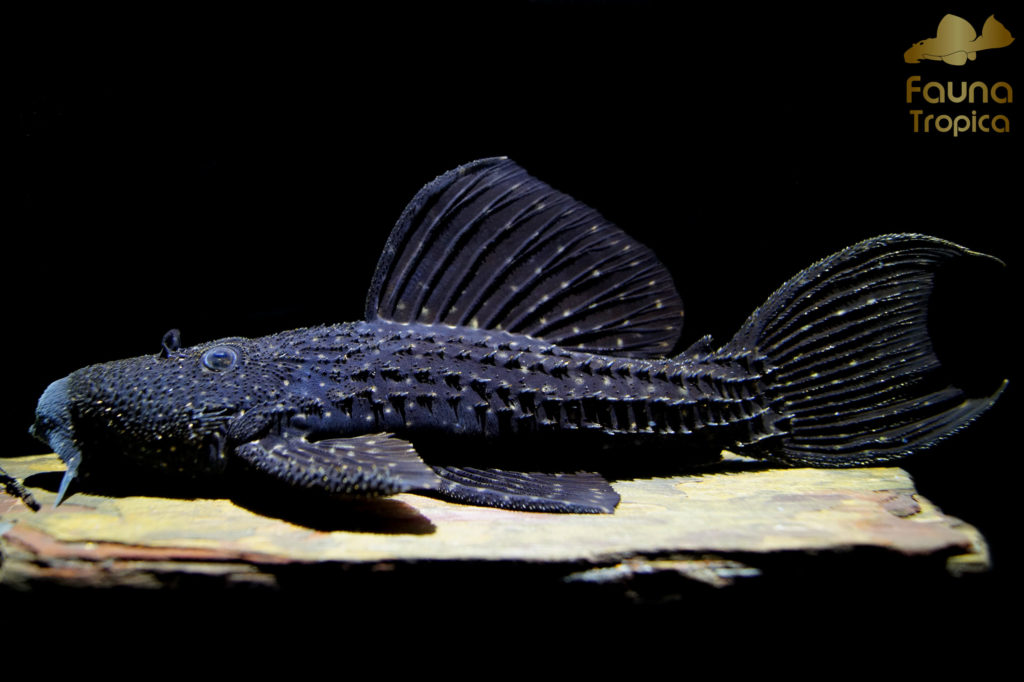 Pseudacanthicus sp. "L97"