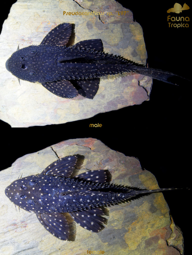 Pseudacanthicus sp. "L97" - top view male and female