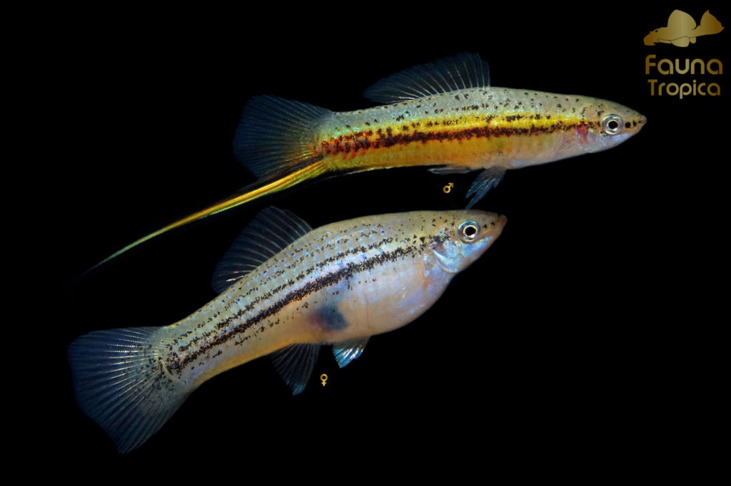 Xiphophorus hellerii "Yucatán 2" - sex difference male and female