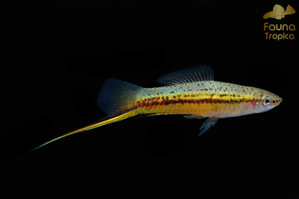 Xiphophorus hellerii “Yucatán 2” - male