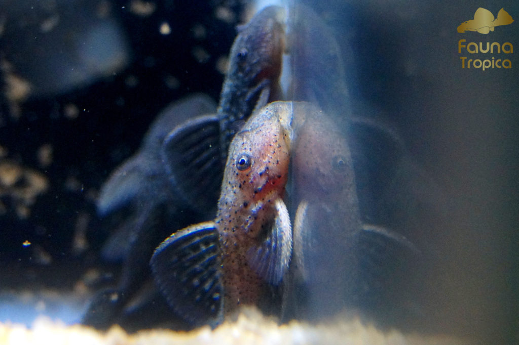 Parancistrus aurantiacus - Day 47: first youngster changed its coloration
