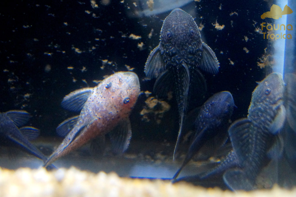 Parancistrus aurantiacus - Day 47: white fry compared to a dark fry