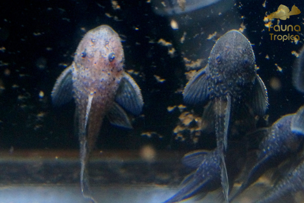 Parancistrus aurantiacus - Day 47: white fry compared to a dark fry