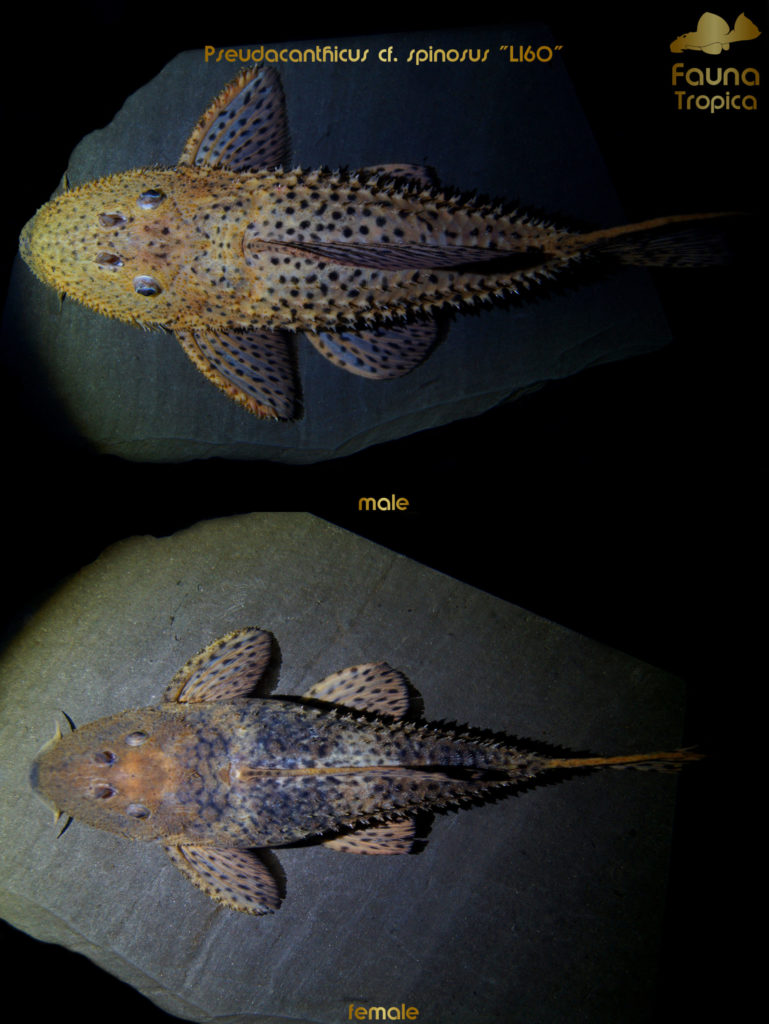 Pseudacanthicus cf. spinosus “L160” - top view male and female