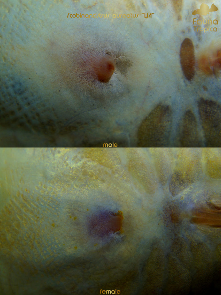 Scobinancistrus aureatus “L14” - genital papilla male and female
