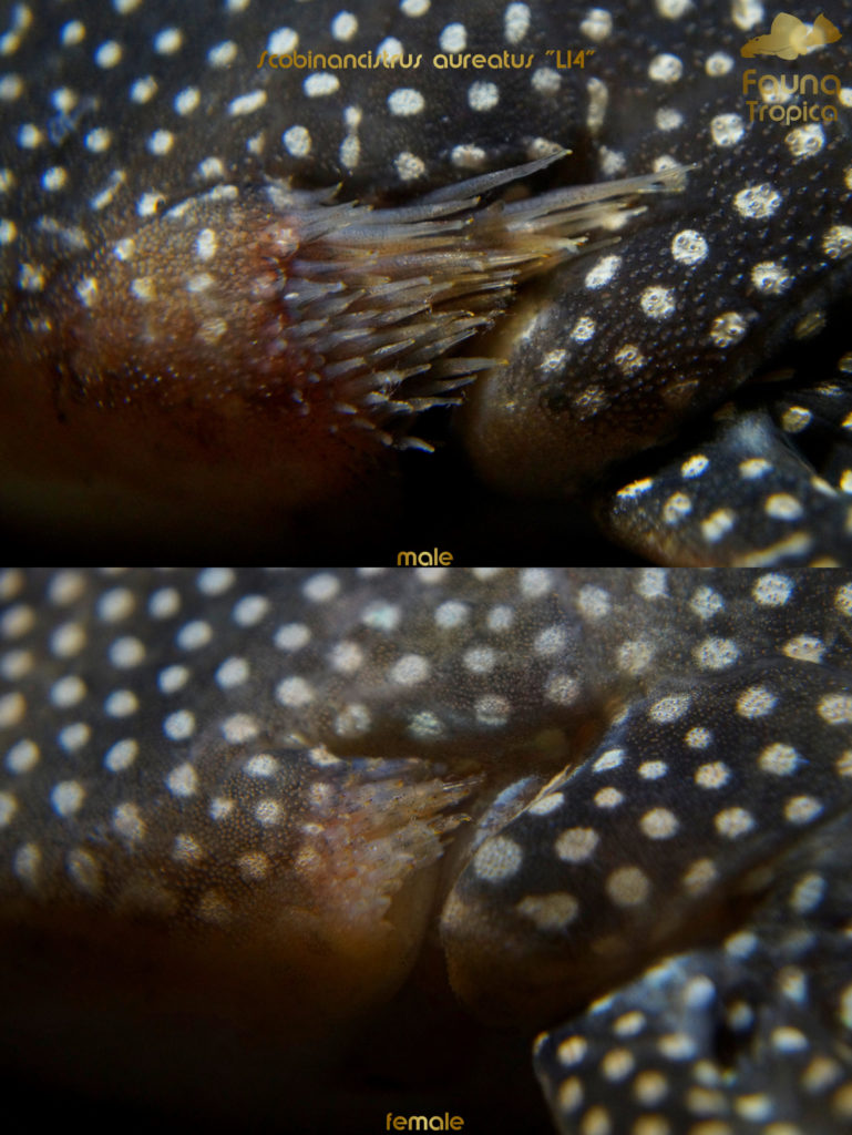 Scobinancistrus aureatus “L14” - odontodes on gills male and female
