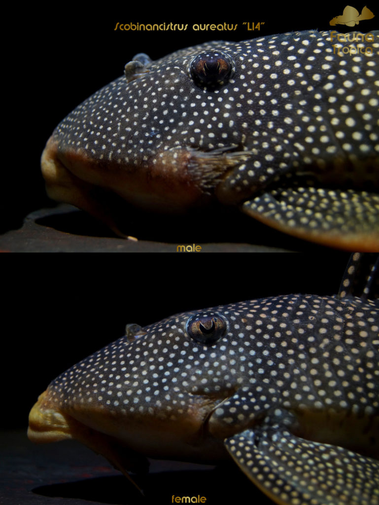 Scobinancistrus aureatus “L14” - side view head male and female