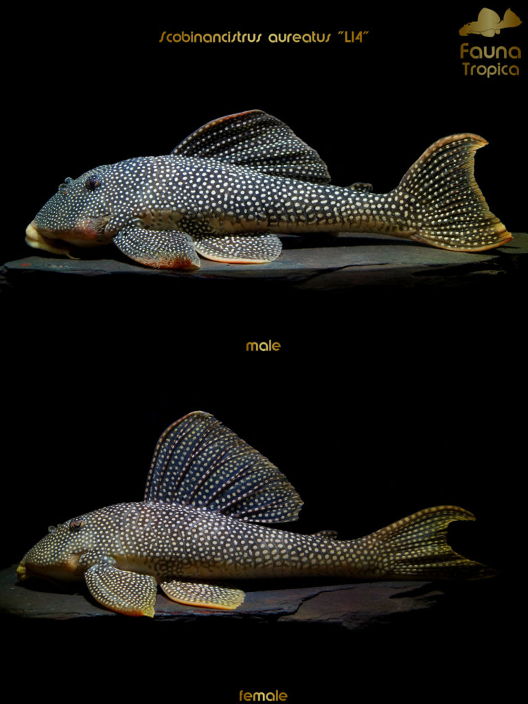 Scobinancistrus aureatus “L14” - side view male and female